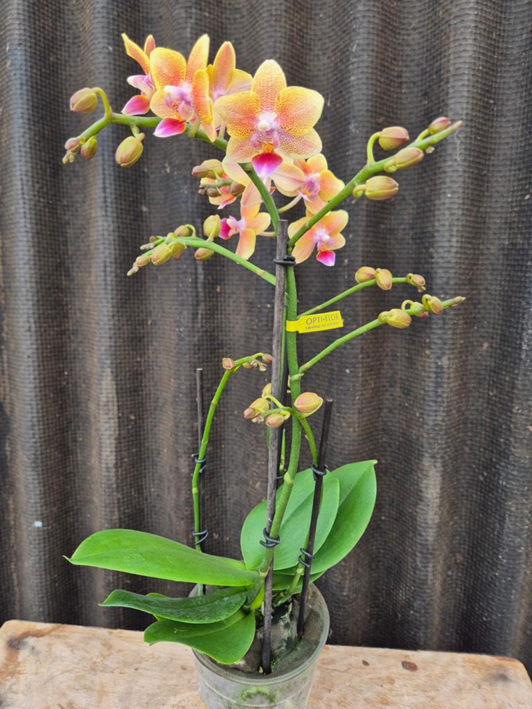 Orchidee Phalaenopsis Aromio Spicy p12 (2), Ophalen of Verzenden, Halfschaduw, Minder dan 100 cm