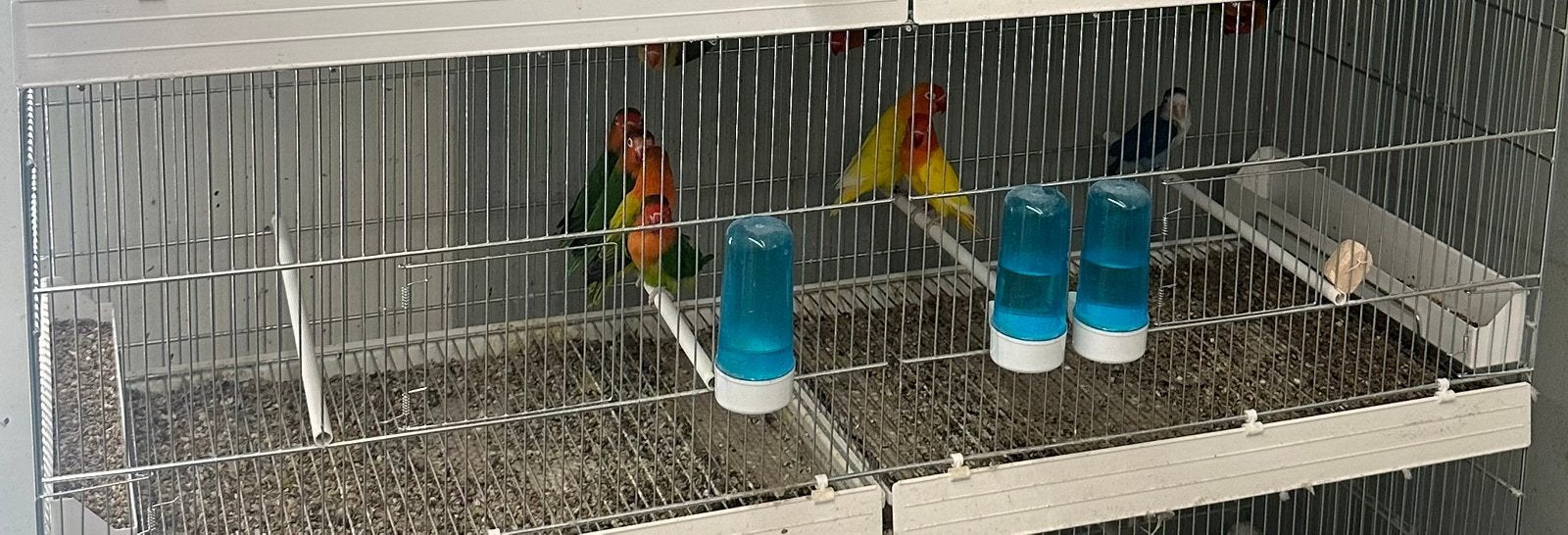 Fischeri Split voor roodfactor, Meerdere dieren, Dwergpapegaai of Agapornis