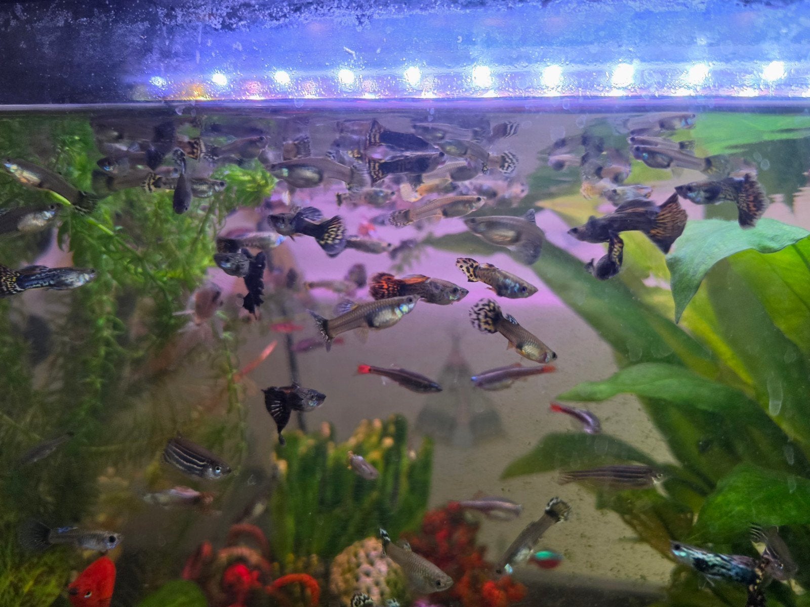 Guppies te koop, Vis, Zoetwatervis
