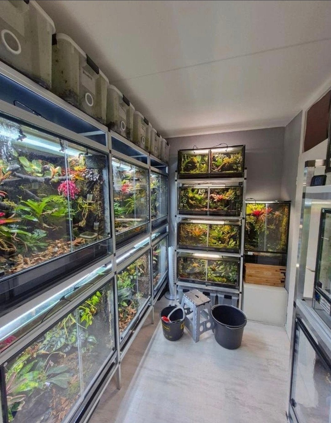 Paludarium Plantenmix - Bloeiers & Zeldzaam (uit 30+ bakken), Ophalen of Verzenden, Nieuw, Tak, Plant, Rots of Steen