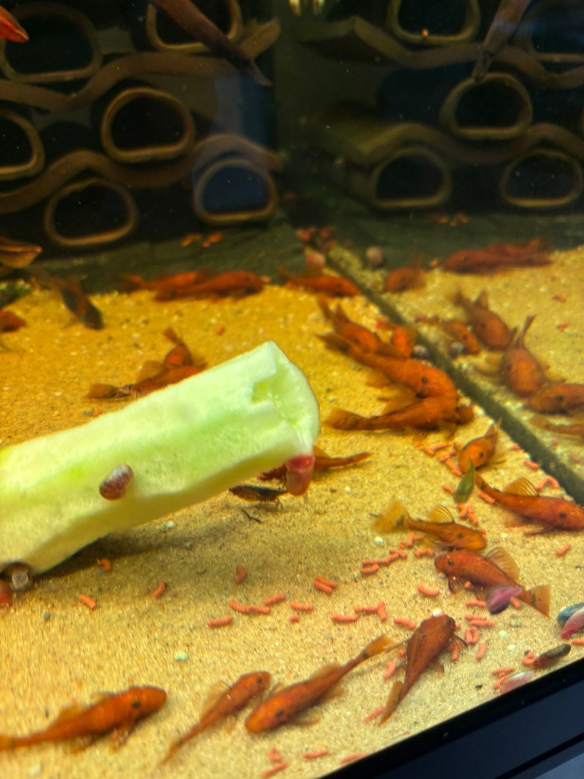 Red Ancistrus algeneter, Vis, Zoetwatervis