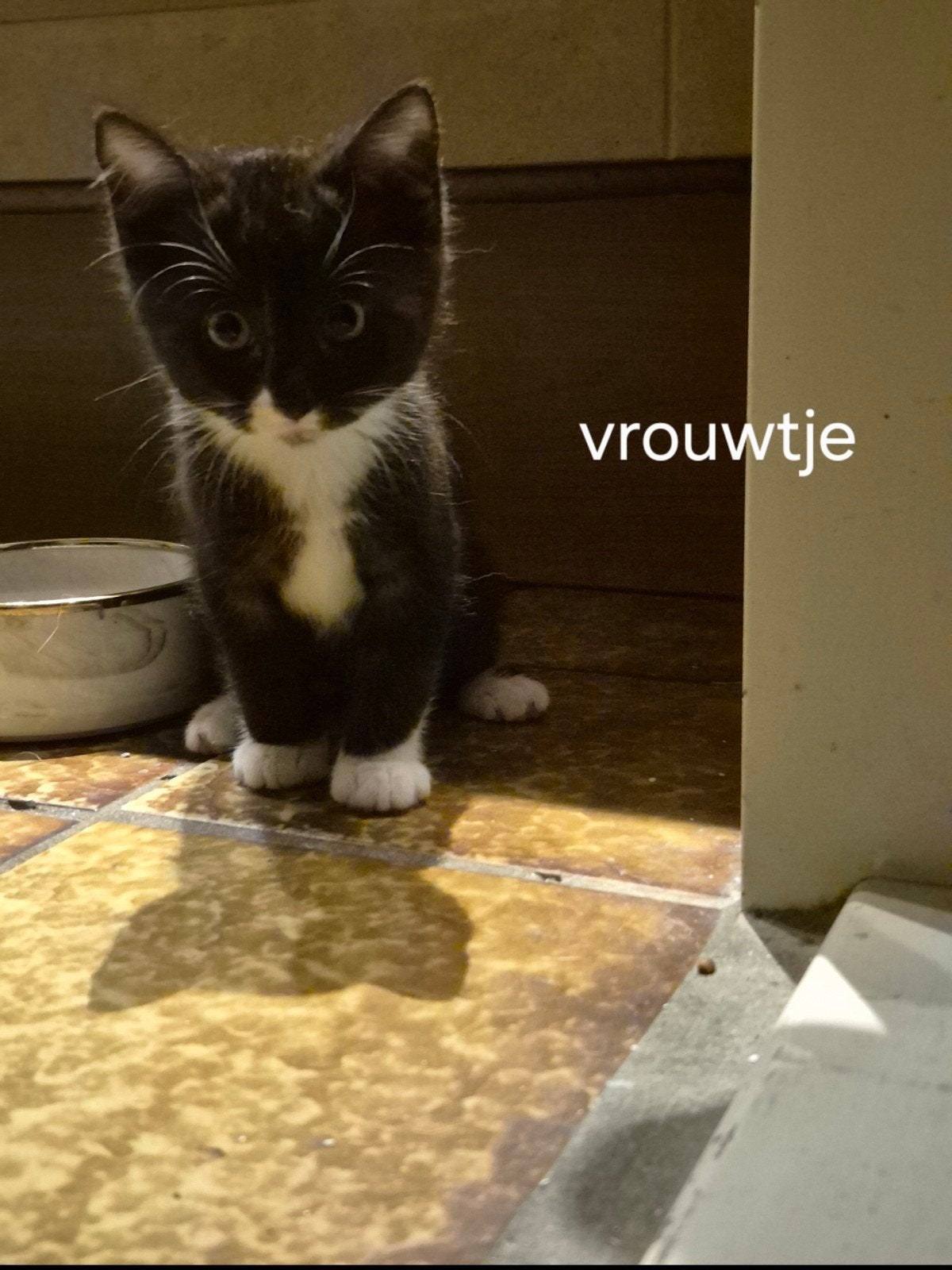 Kittens opzoek naar hun forever huisje, Meerdere dieren, Ontwormd, 0 tot 2 jaar