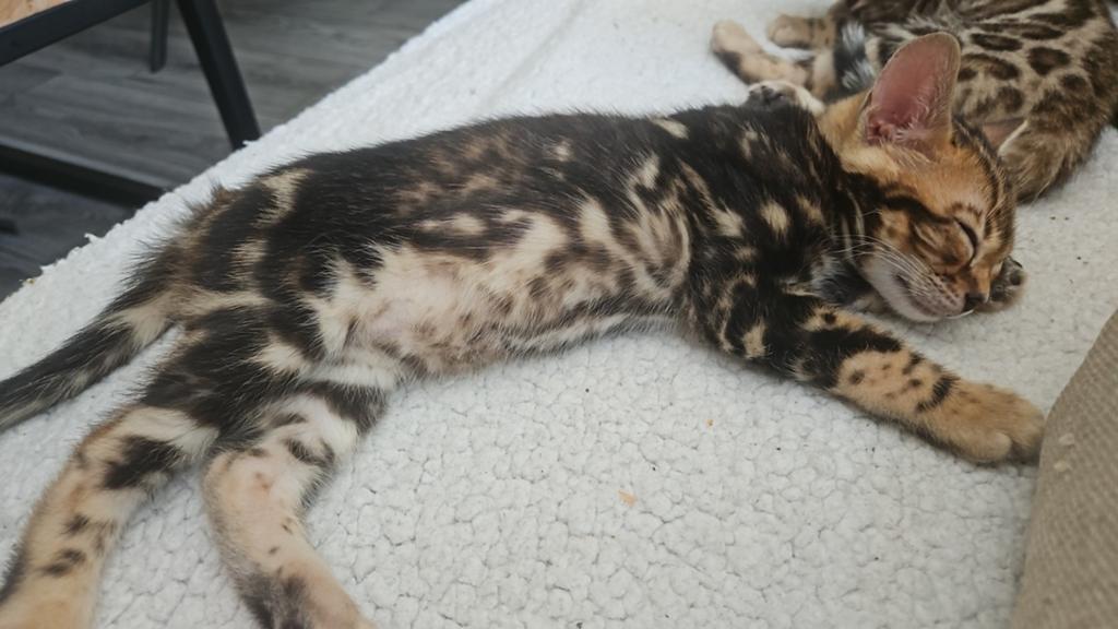 Schitterende marbled bengaal, Dieren en Toebehoren, Katten en Kittens | Raskatten | Korthaar, Poes, Gechipt