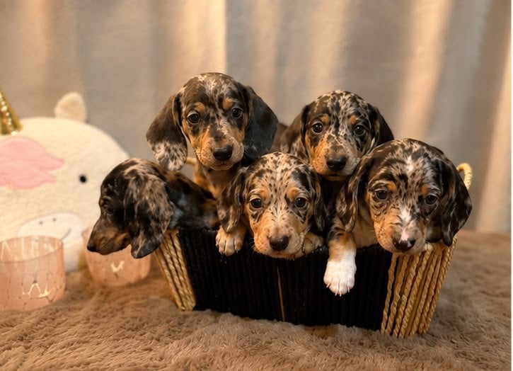Prachtige Merle korthaar dwergteckel pups, 8 tot 15 weken, Korthaar, Dwerg, Meerdere