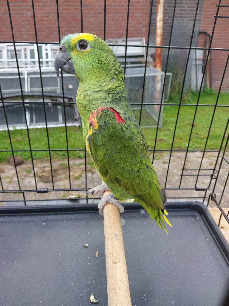 Blauwvoorhoofdamazone, Dieren en Toebehoren, Mannelijk, Papegaai, Geringd