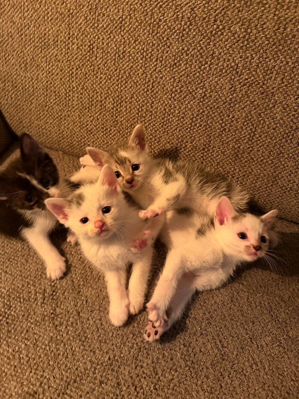 Kittens, Dieren en Toebehoren, Katten en Kittens | Overige Katten, Meerdere dieren