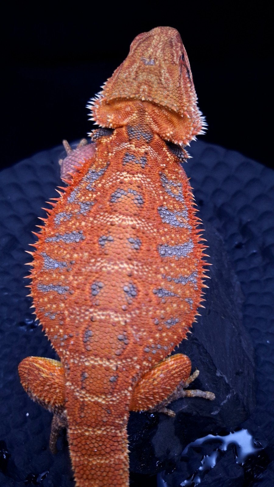 50% Red Monster Blue Tiger Baardagaam Vrouw 4 maanden Bearded Dragon photo 2