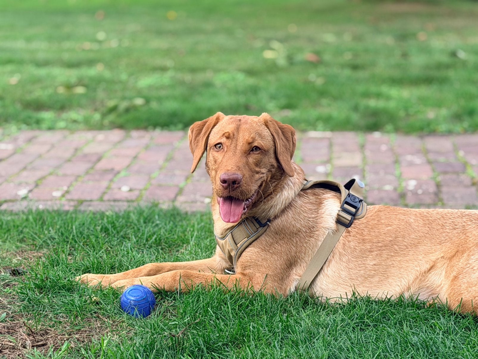 Nieuw huis gezocht voor Labrador teefje, Dieren en Toebehoren, 15 weken tot 1 jaar, CDV (hondenziekte), Teef, Labrador retriever