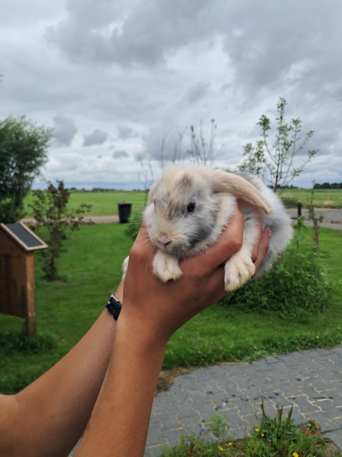 Jong dwergkonijn,  rammetje. 2x. hangoor, Mannelijk, Mei, Overige typen, Tam