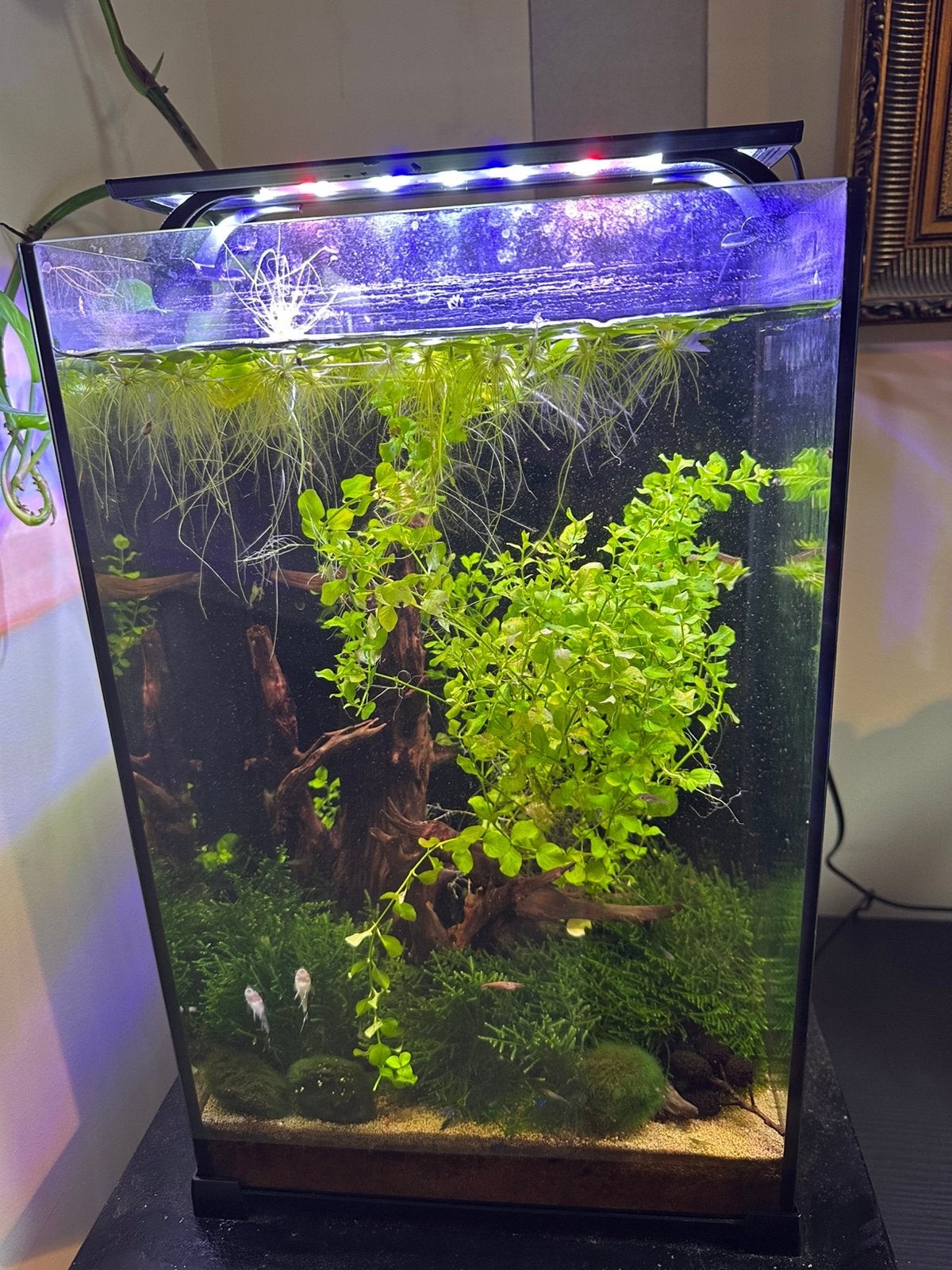 Compleet nano aquarium, Ophalen, Zo goed als nieuw, Gevuld zoetwateraquarium