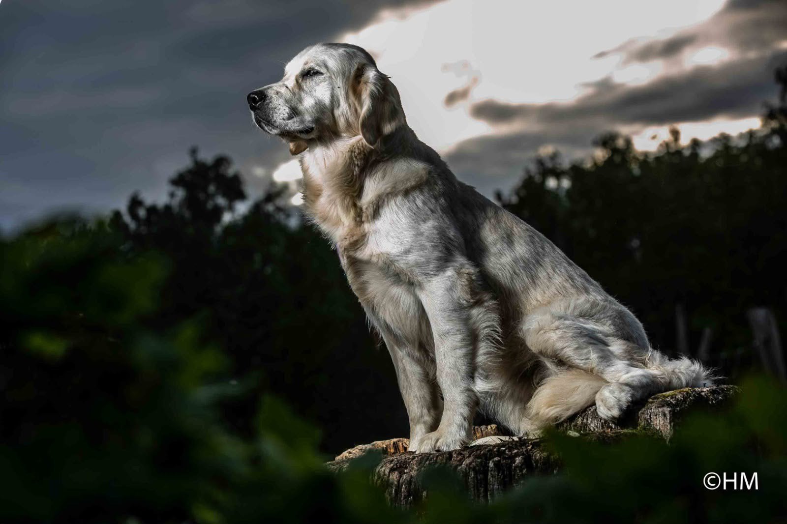 Golden Retriever, 6 jaar of ouder, Golden retriever, Teef, Parvo