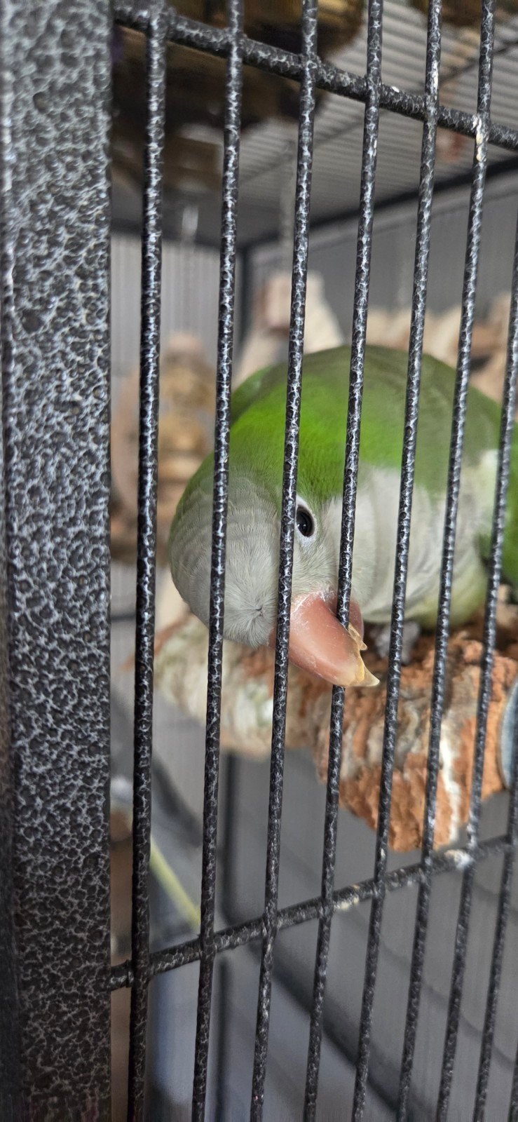 Vogels met kooi en toebehoren, Dieren en Toebehoren, Vogels | Hokken en Kooien, Ophalen, Metaal, Vogelkooi