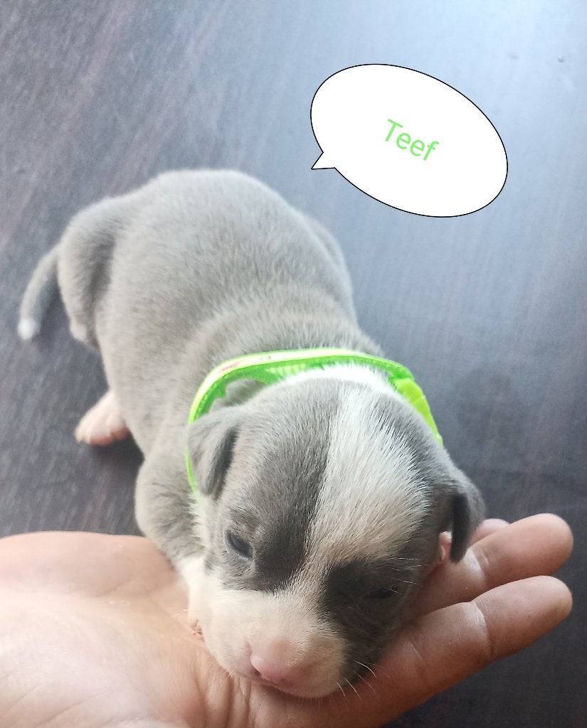 Prachtige raszuivere Amerikaanse stafford pups beschikbaar, 8 tot 15 weken, American Staffordshire Terriër, Parvo, Meerdere