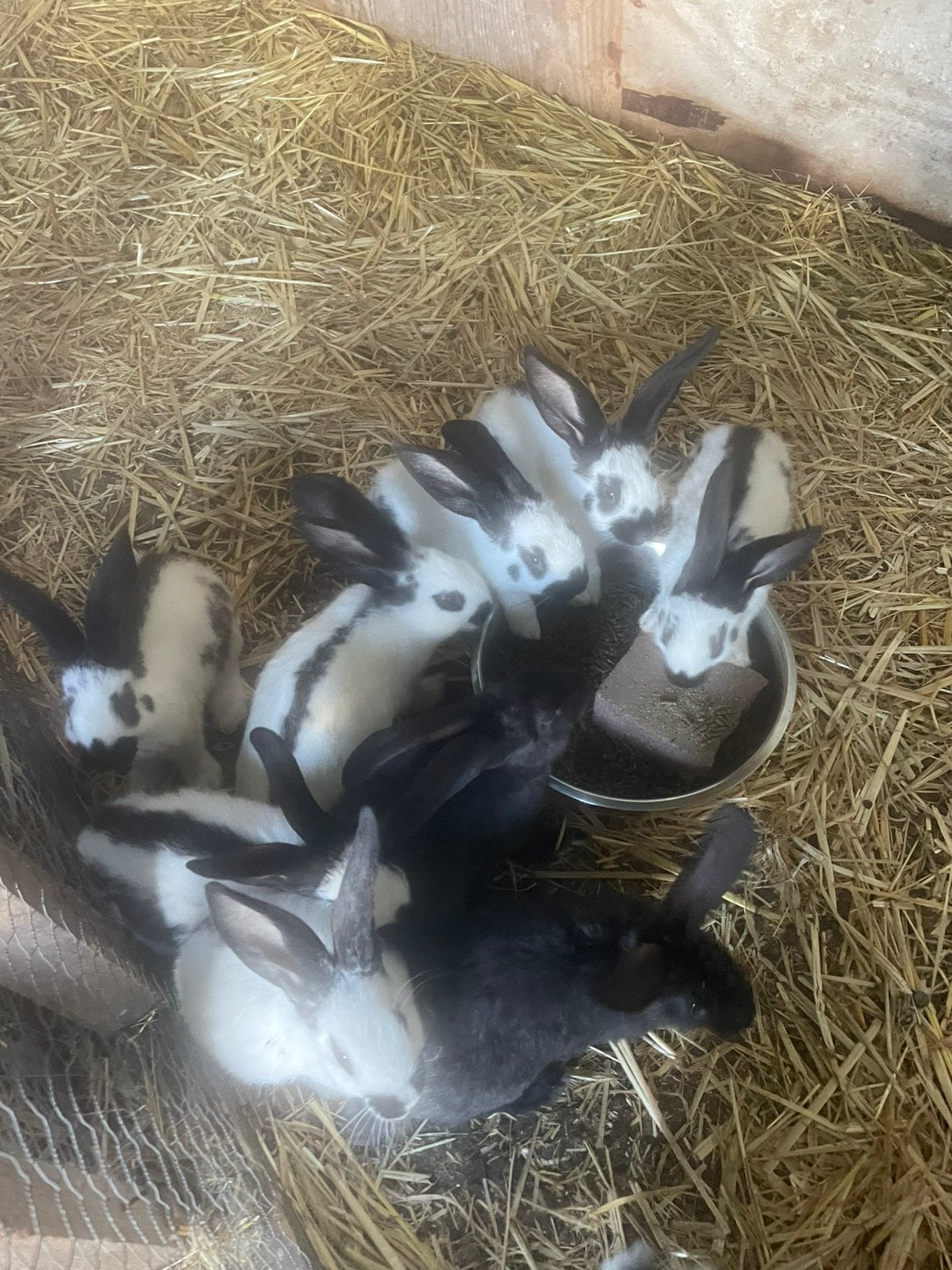 Jonge lotharingers, Dieren en Toebehoren, Meerdere dieren, Groot