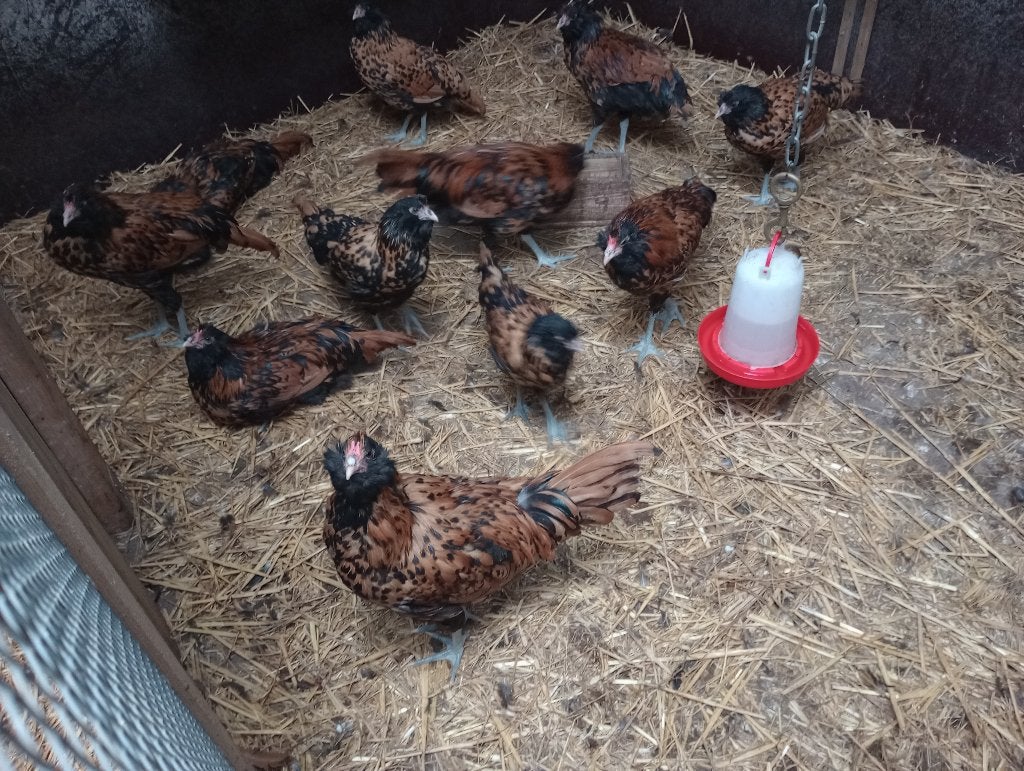 Uilebaarden zeldzaam ras. Gratis., Meerdere dieren, Kip