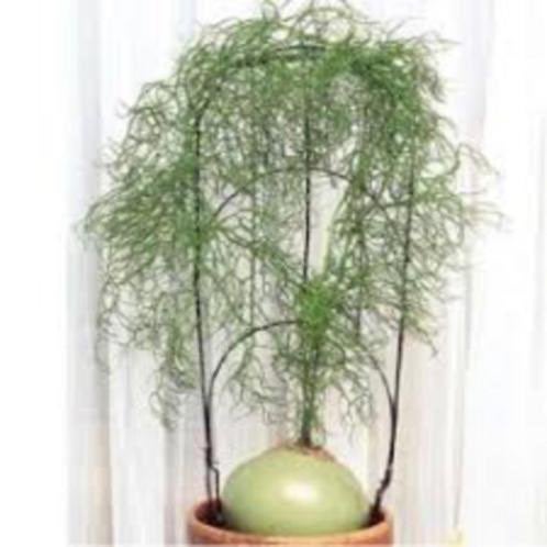 Caudex Bowiea Volubilis in de 13cm pot uit Zuid Afrika, Huis en Inrichting, Kamerplanten, Overige soorten, Ophalen of Verzenden