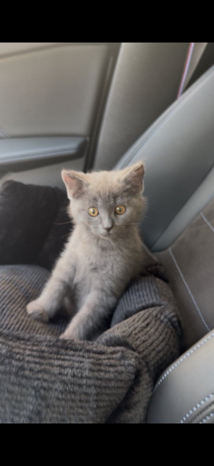 Brits korthaar (kater), Kater, Ontwormd, 0 tot 2 jaar