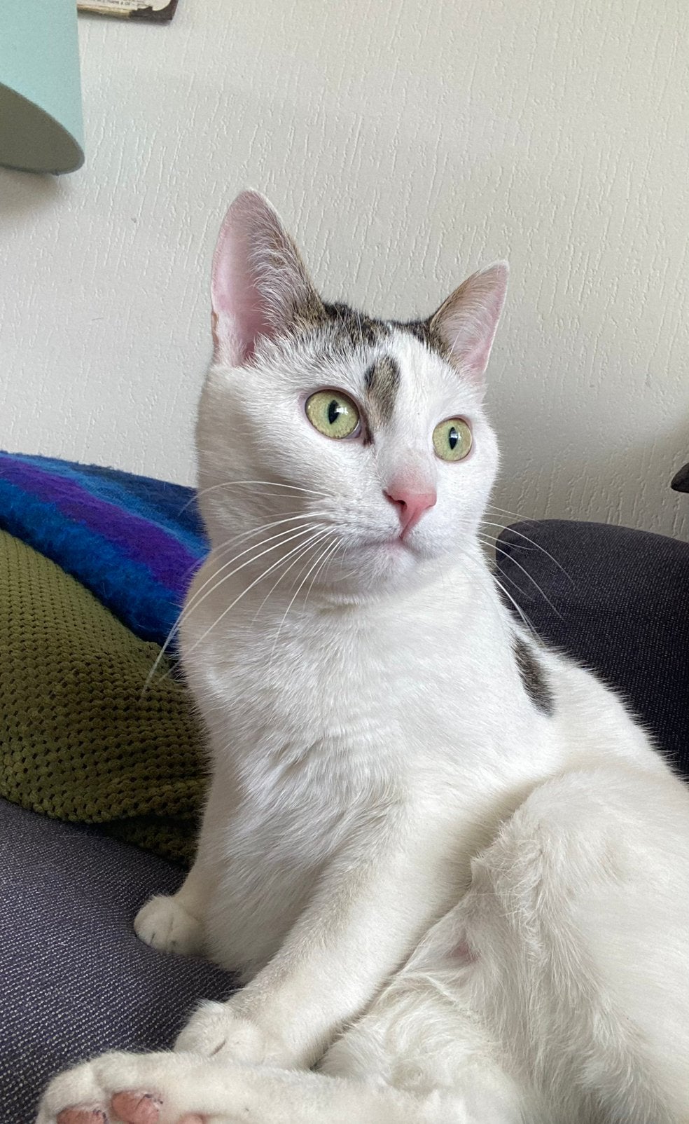 Gratis Kater Europese korthaar, 3 tot 5 jaar