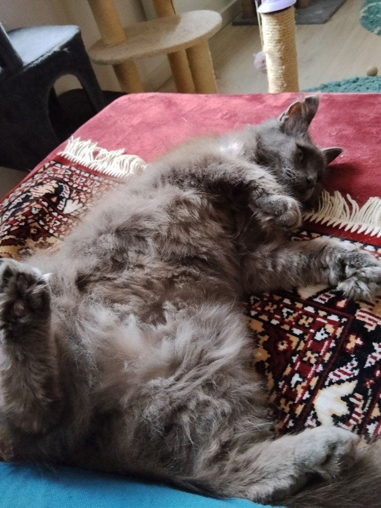 Charmante Michelle, 9 maanden oud, Maine Coon-mix, Poes, Langharig, 0 tot 2 jaar