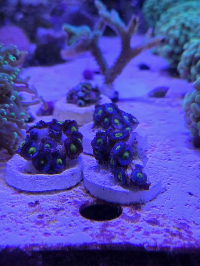 Zoanthus AIO buttons stekjes, Dieren en Toebehoren, Ophalen, ., Overige typen, Nieuw