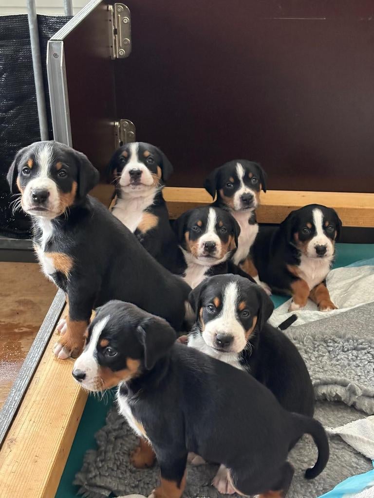 Appenzeller pups, Dieren en Toebehoren, Overige rassen, 8 tot 15 weken, Meerdere, Meerdere dieren
