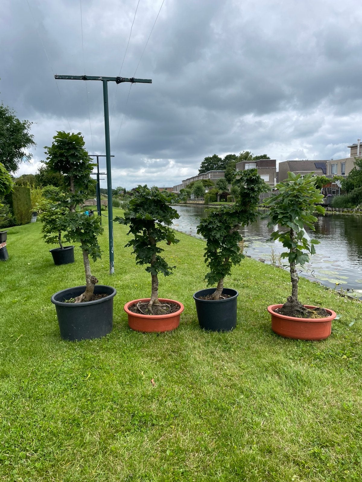 Acer cultivar bonsai bomen, Ophalen, Bloeit niet, Halfschaduw, Overige soorten