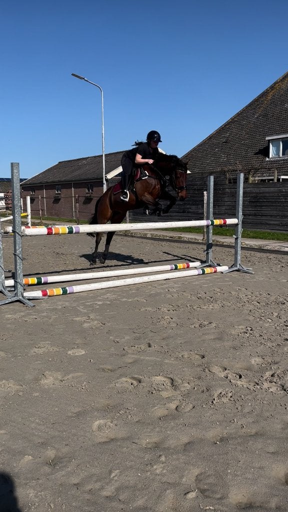 Bijrijder aangeboden/ bijrijdpaard gezocht, Dieren en Toebehoren, Ophalen of Verzenden, Nieuw