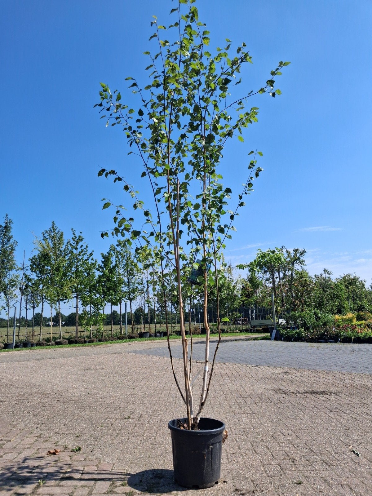 Betula utilis 'Jacquemontii' - Witte Himalaya berk, Lente, 250 tot 400 cm, Volle zon, In pot