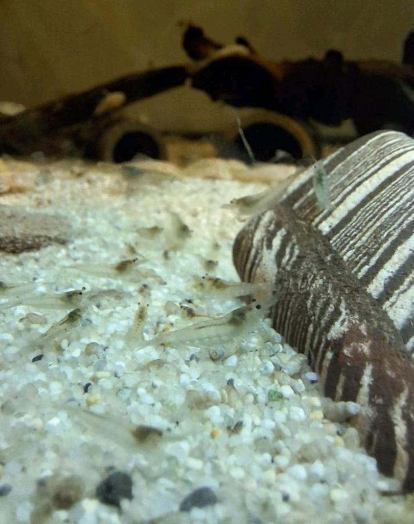 Glasgarnalen, Kreeft, Krab of Garnaal, Zoetwatervis, Schoolvis