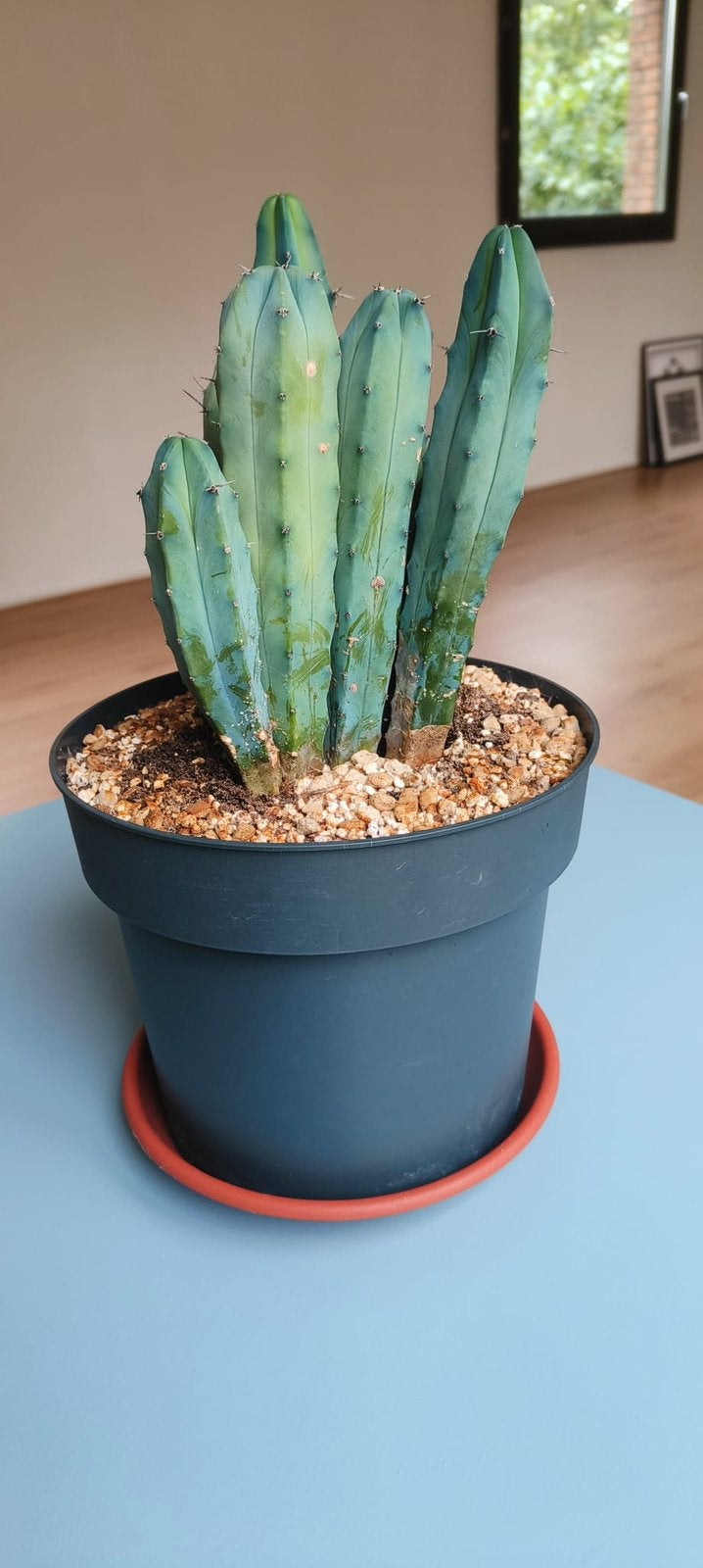 Blue Candle Cactus, Ophalen, Cactus, Volle zon, Minder dan 100 cm