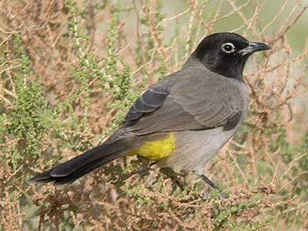 Vogels, Dieren en Toebehoren, Vogels | Overige Vogels, Meerdere dieren, Tropenvogel