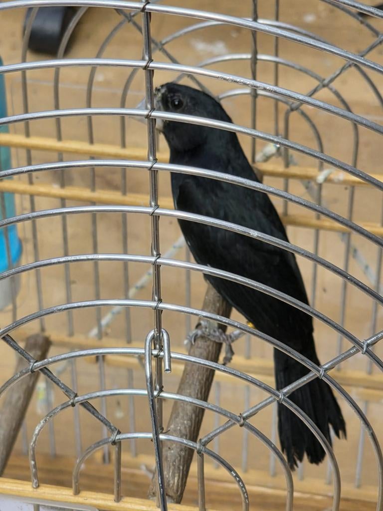 Twatwa brazilaanse man met brazilaanse ringen, Dieren en Toebehoren, Vogels | Overige Vogels, Mannelijk, Geringd