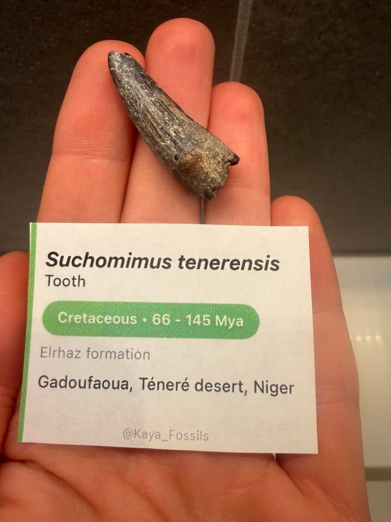 Suchomimus tand, Ophalen of Verzenden, Fossiel