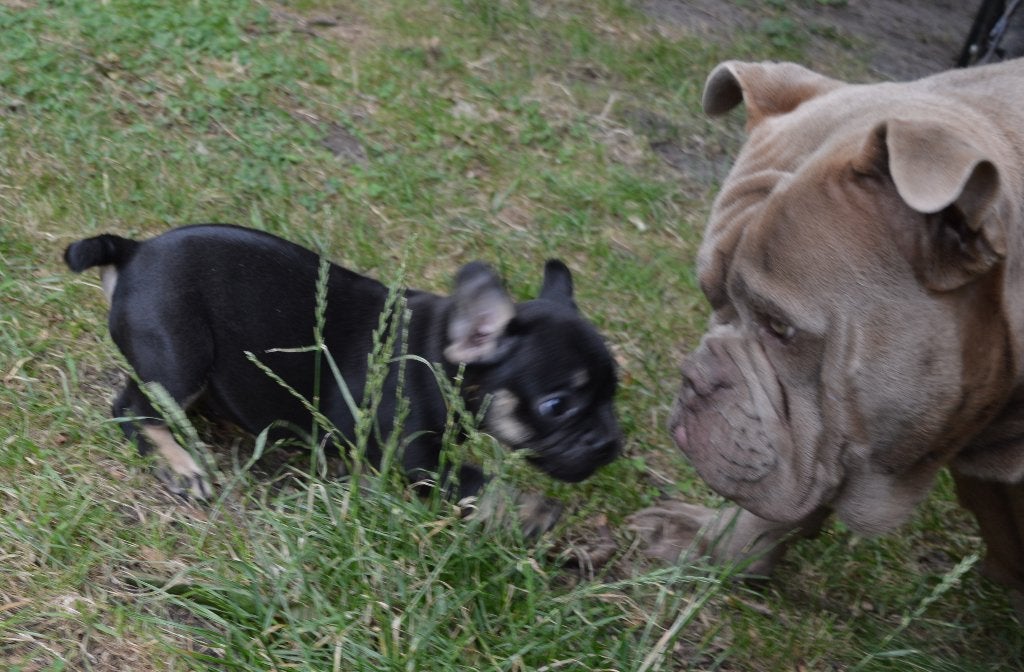Franse Bulldog Pup Teefje .mag verhuizen !!!, Parvo, 8 tot 15 weken, Teef, Bulldog