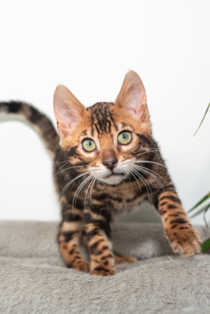 Bengaalse kitten (katertje) zoekt gouden mandje, Kater, Met stamboom, 0 tot 2 jaar