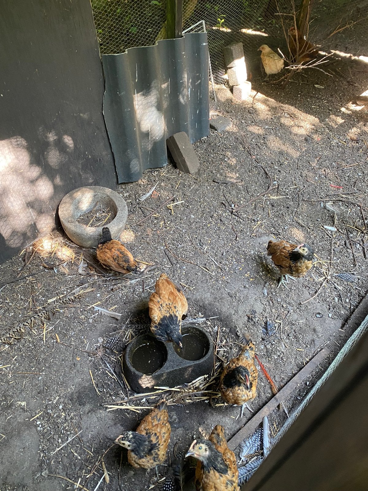 Aangeboden, Vorwerk kuikens, Dieren en Toebehoren, Pluimvee, Kip, Meerdere dieren