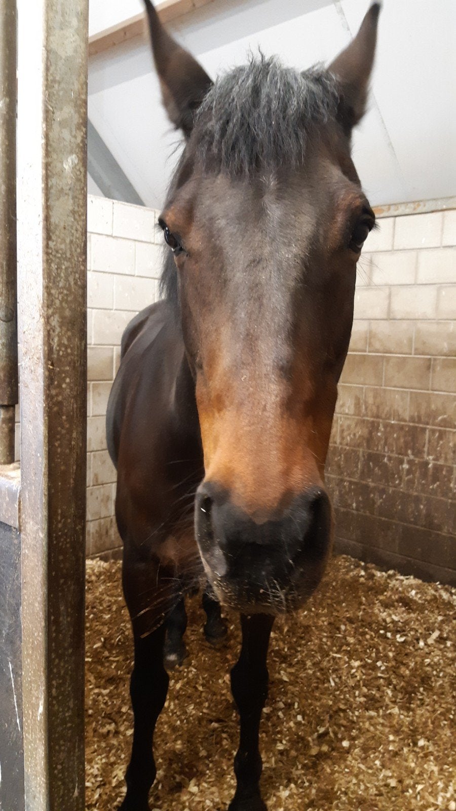 paarden oppas gezocht, Ophalen of Verzenden