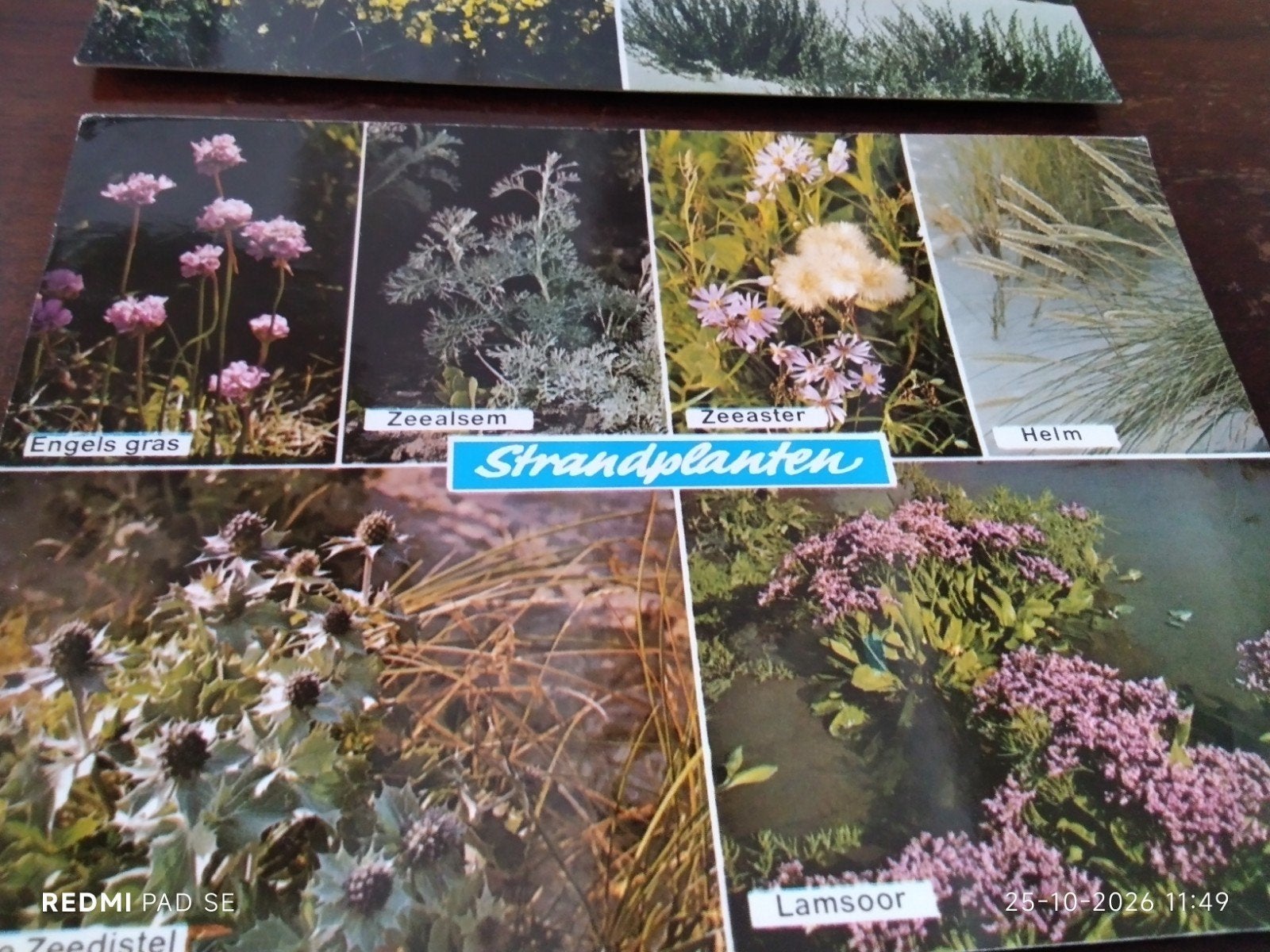 Vintage Ansichtkaart Strandplanten -  gelopen., Ophalen of Verzenden, 1980 tot heden, Gelopen