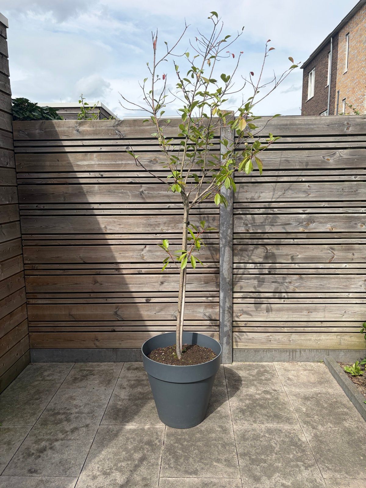Glansmispel (Photinia 'Red Robin') op stam met Elho bak, Ophalen, Kunststof, Gebruikt, Minder dan 60 cm