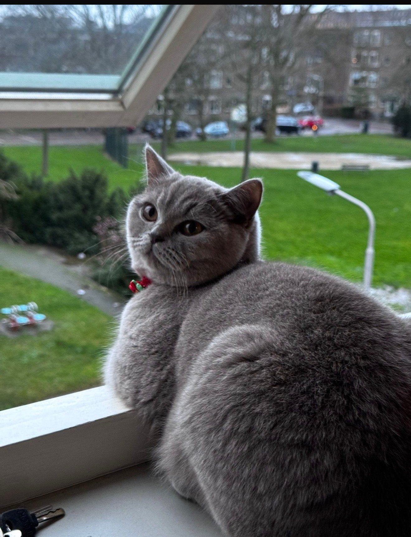 Britse Korthaar kat, Dieren en Toebehoren, Poes, 0 tot 2 jaar