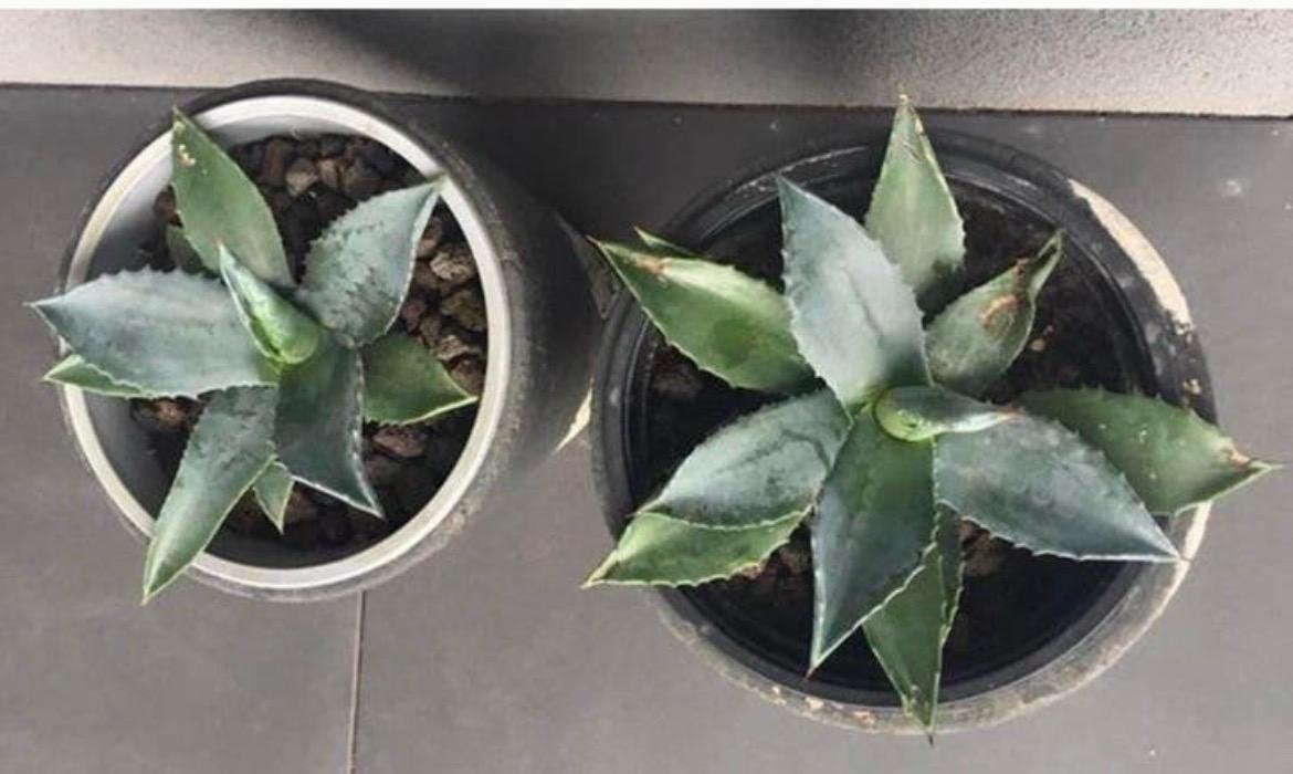 Mooie Bio Nederlandse blauwe Agave planten diverse maten, Ophalen of Verzenden, Halfschaduw, Minder dan 100 cm