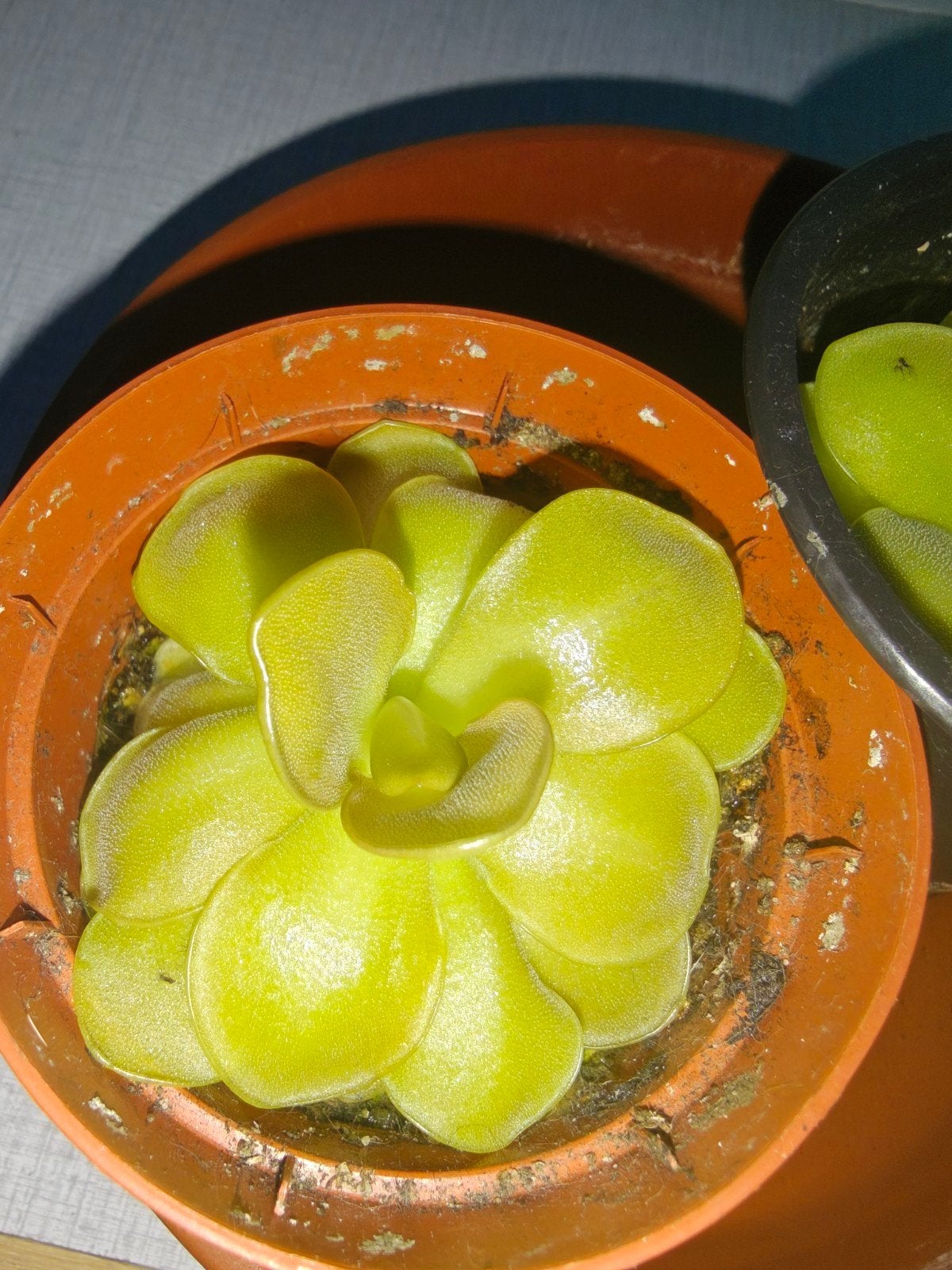 Vleesetende plant - Pinguicula (Vetblad), Ophalen of Verzenden, Overige soorten, Halfschaduw, Minder dan 100 cm