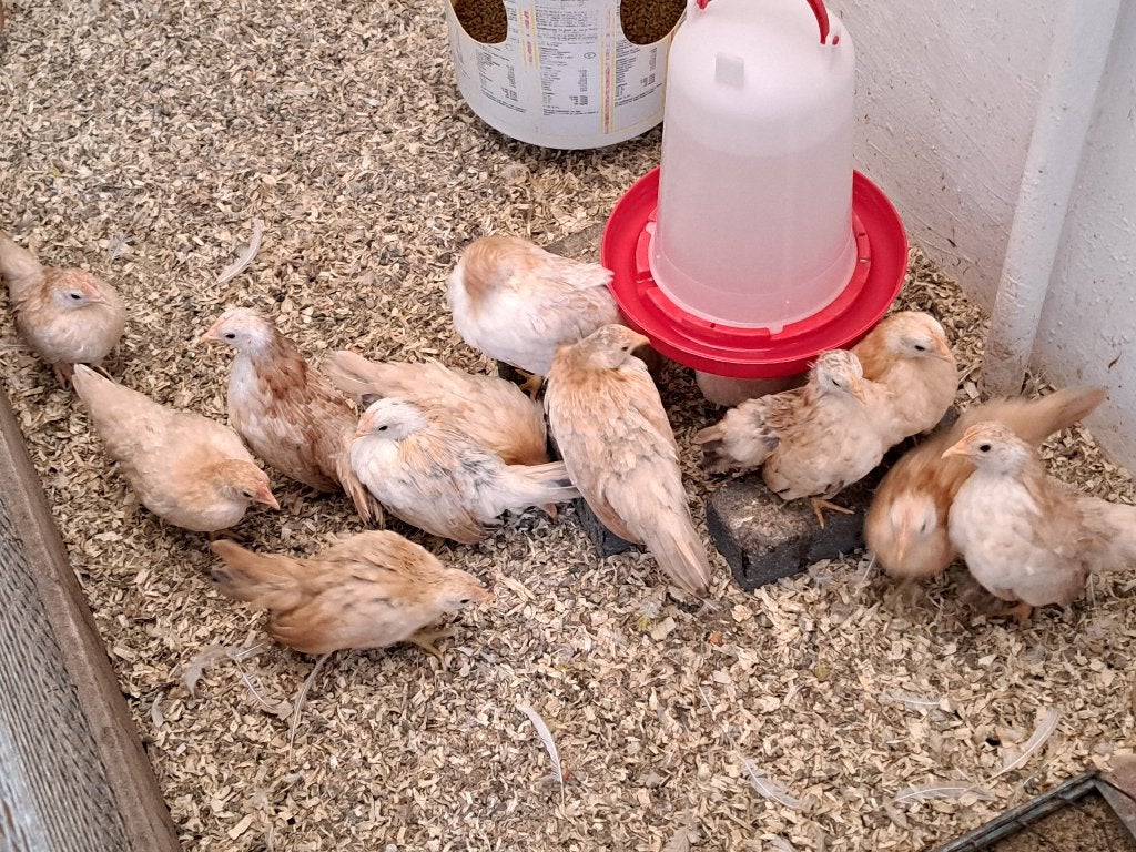 Serama´s, Dieren en Toebehoren, Meerdere dieren, Kip