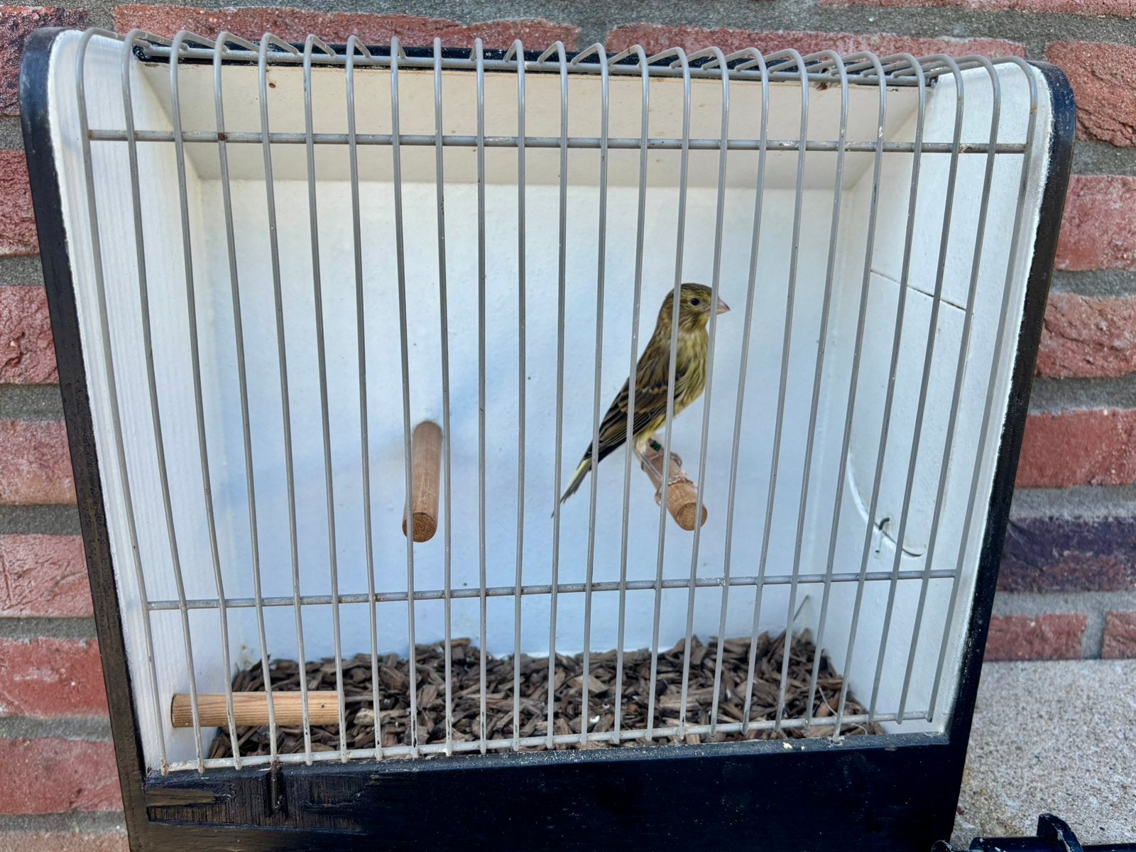 Spaanse Timbrado Kanarie | Pop | Topkwaliteit!, Dieren en Toebehoren, Vrouwelijk, Geringd
