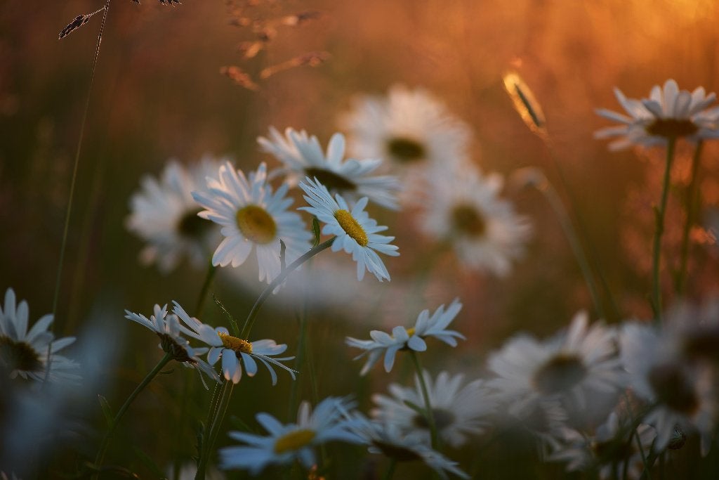 Margriet 'Alaska' – Leucanthemum 'Alaska', Overige soorten, Volle zon, Vaste plant, Ophalen of Verzenden