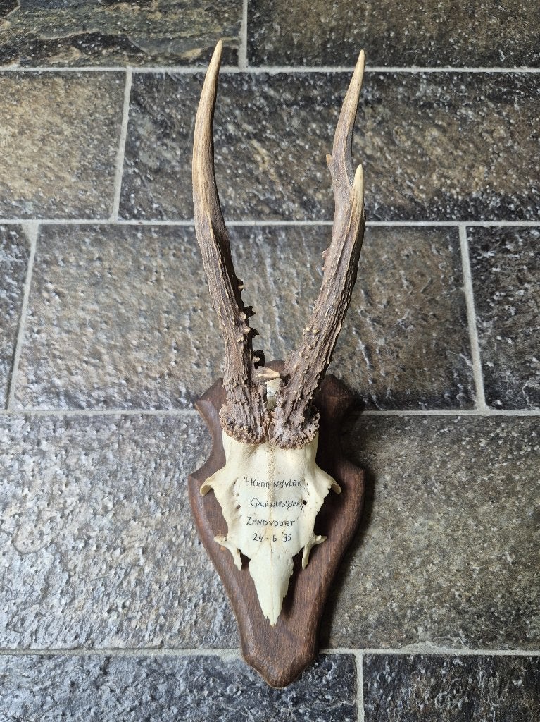 Leuk ree gewei op houten schild mancave jacht k44, Ophalen of Verzenden, Gebruikt, Hert, Gewei of Kop