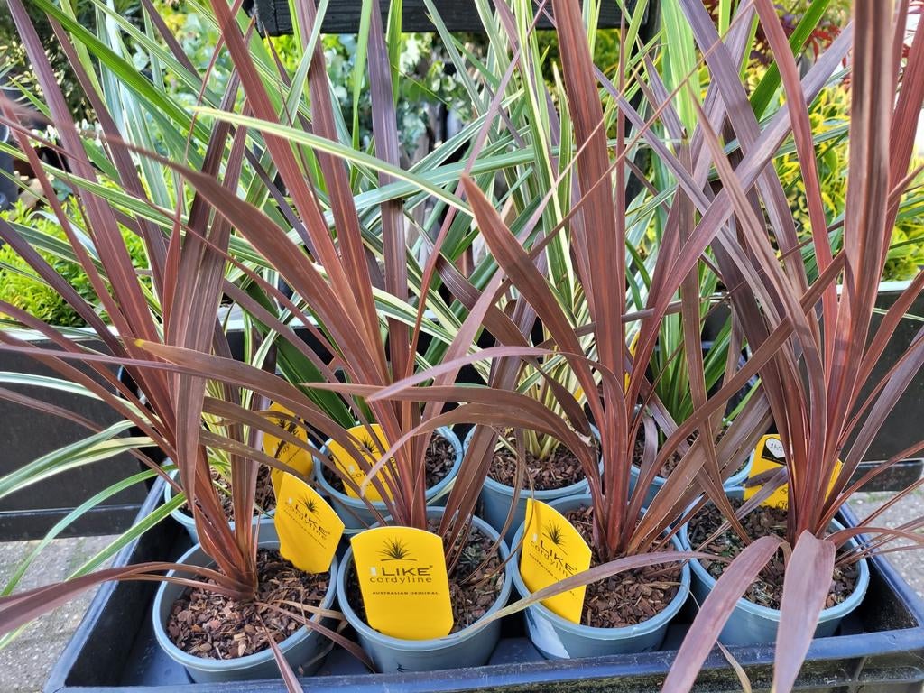 Cordyline in 3 kleuren - Prachtige tuinplanten, Tuin en Terras, Planten | Tuinplanten, Overige soorten, Volle zon, Vaste plant