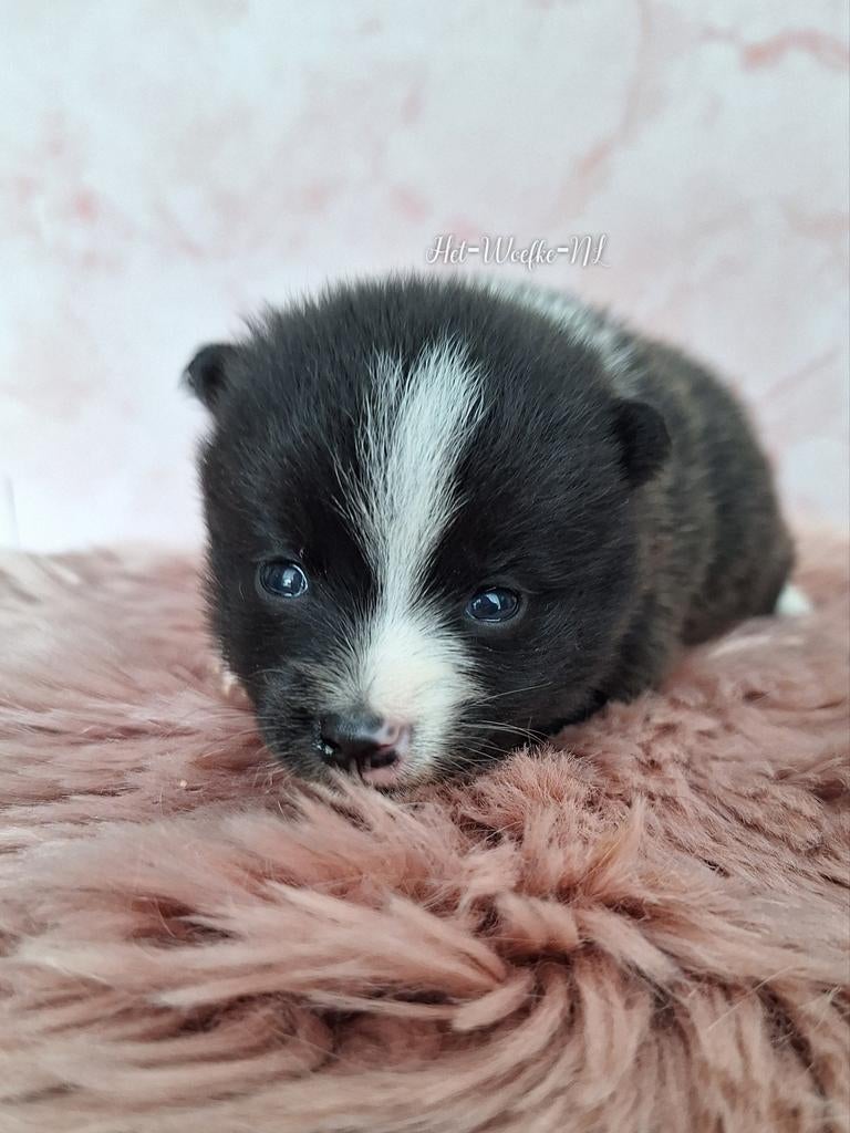 Pomsky F3b puppy 🩷Alice, Overige rassen, 8 tot 15 weken, Teef, Parvo