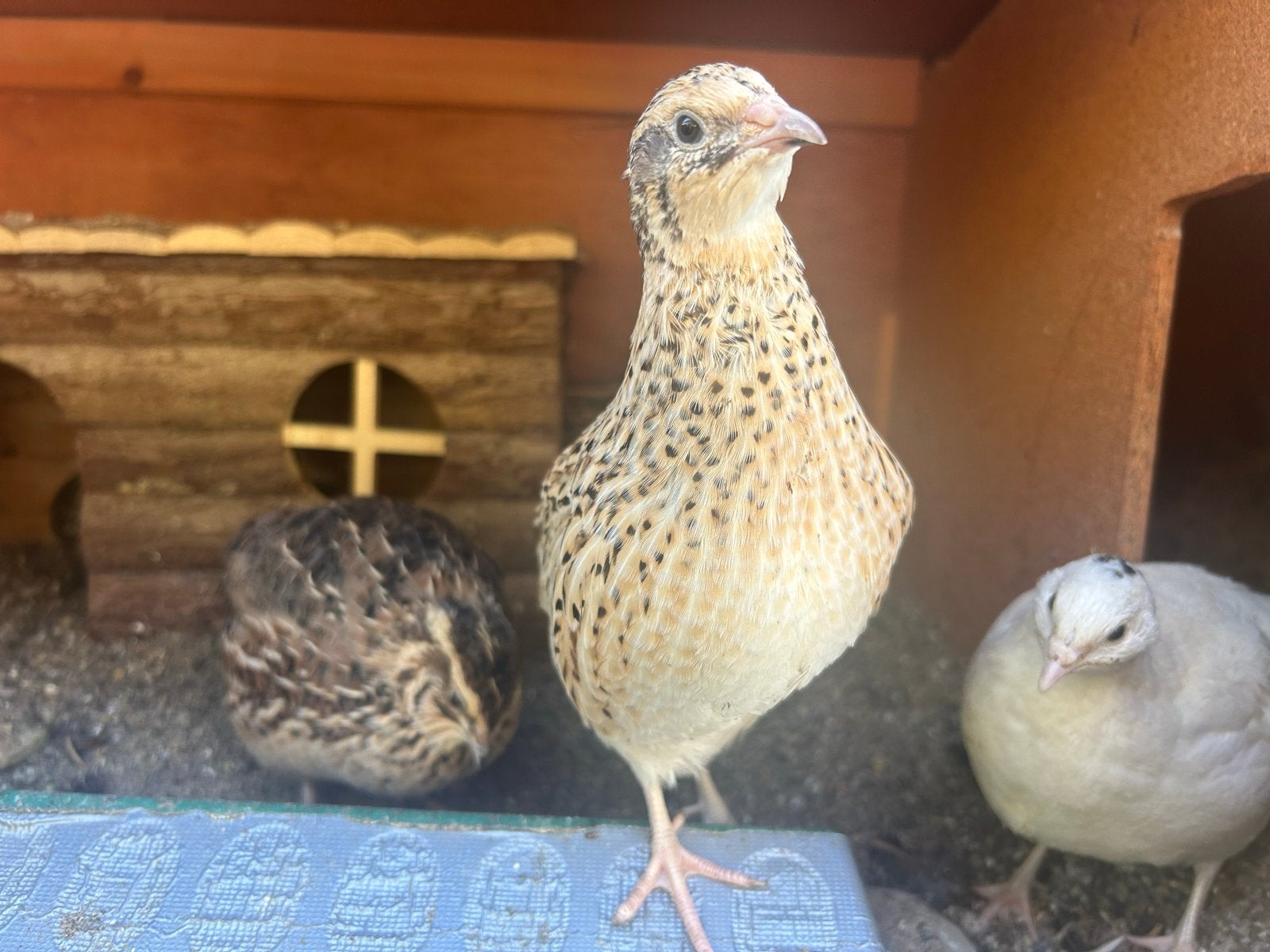 Japanse kwartel hennen, Dieren en Toebehoren