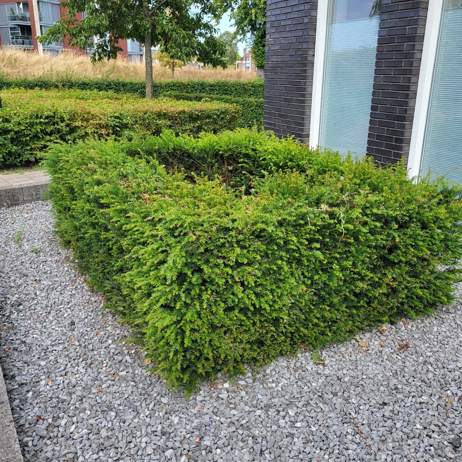 Gratis Taxus Haag (ca. 12m) zelf uit te halen, Ophalen, Bloeit niet, Vaste plant, Overige soorten